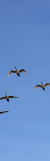 aves migratorias