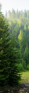 beautiful-pine-trees-on-mountains