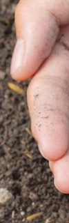 close up picture of hand holding planting the sapling of the plant