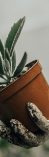 plantas