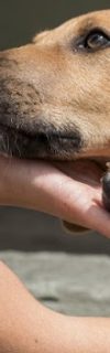 rescue-dog-enjoying-being-pet-by-woman-at-shelter(1)